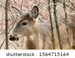 White Tailed Deer Doe In Forest