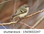 Small photo of Ruby Crowned Kinglet in tree