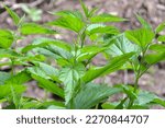 Dioecious nettle (Urtica dioica) grows in natural thickets