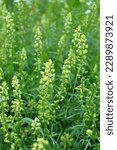 Small photo of Reseda lutea grows like a weed in the field