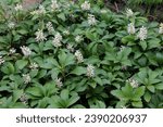 Small photo of Valuable groundcover dwarf semi-shrub Pachysandra terminalis grows in the garden