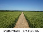 Path Through A Field Of Crops