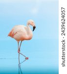 Flamingo walking in the water