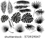 Silhouettes Of Tropical  Leaves ...