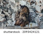 Wild Owl Bird Sleeps On A Branch