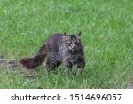 Cat On The Grass Field