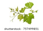 Grape Leaves Vine Branch With...