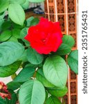 Small photo of Red Rose Flower. Deeper red roses that fall more into the burgundy color family connote commitment and devotion, while roses with a merlot-like red tint represent beauty.