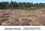 Small photo of The flint fields on the island of Rugen are fascinating geological formations formed from flint deposits. Heather can be found in this rocky landscape.