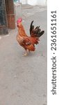 Small photo of Jakarta, Indonesia - September 13th, 2023 : A beautiful brown male Kate chicken, namely a native Indonesian chicken called a Kate chicken, is the pet of a Jakarta resident in a Jakarta resident's yard