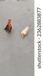 Small photo of Jakarta, Indonesia - September 13th, 2023 : a pair of male and female Kate chickens with beautiful and beautiful feathers are looking for food, Kate chickens are native Indonesian chickens, the pet of