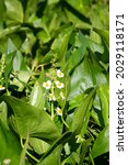 Small photo of Broadleaf Arrowhead, also known as Common Arrowhead, Duck Potato, or Wapato (Sagittaria latifolia). McFadden Marsh, Finley National Wildlife Refuge, Oregon