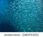 phto of school of anchovies in Marine World Uminonakamichi
