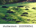 Mole Hills In The Grass