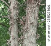 Small photo of Honey locust tree with edgy thorns