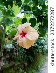 Small photo of Hibiscus rosa-sinensis is a bushy, evergreen shrub or small tree growing 2.5–5 m (8–16 ft) tall and 1.5–3 m (5–10 ft) wide. The plant has a branched taproot.