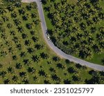 Palm trees aerial view at Tropical North Queensland Australia - Thala Beach Nature Reserve