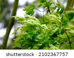 Small photo of young green leaves of marsh oak, Quercus palustris in a spring garden, summer park stretched out from strong wind, tree branches sway in the background, hurricane concept, storms