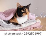 Small photo of close-up fluffy domestic cat nestled in bed under warm woolen sweater, coziness at home, warmth and comfort on chilly winter day, Peaceful Moments, heartwarming capture pet cat enjoys repose in bed
