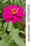 Small photo of common zinnia. common zinnia is an annul flowreing plant.