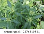 Small photo of Euphorbia heterophylla is a monoecious C4 annual species with a taproot. Seeds germinate over an extended period and over a wide range of environmental conditions. Each plant can produce over 4 500 se