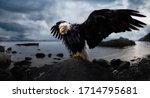 Bald Eagle Sitting On A Rock...
