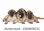 Small photo of adorable portrait of amazing healthy and happy Close English Mastiff dog in grass