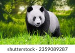 Small photo of Panda eating shoots of bamboo. Rare and endangered black and white bear. A playful happy panda