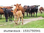 Small photo of Cows and calves grazing outdoors. Cattle farm in summer. Ranch, livestock, animal breeding