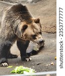 Small photo of Bear chomping on land and water