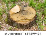 Stump oak old