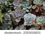 Green Healthy Plant Succulent Background Tumblr Aesthetic