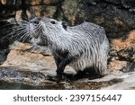 Small photo of Water rat or Nutria Coypu was sniffing for food