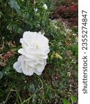 Small photo of White Cockade Rose (Flower) in the Park