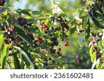Small photo of bird cherry, hackberry, hagberry, Mayday tree, garden photography, native to Europe, native plants, plants, native animals, wild, plants, Gemeine Traubenkirsche Prunus padus