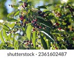 Small photo of bird cherry, hackberry, hagberry, Mayday tree, garden photography, native to Europe, native plants, plants, native animals, wild, plants, Gemeine Traubenkirsche Prunus padus