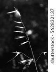 Small photo of Black and White Spanish Grass in the Oakland Hills