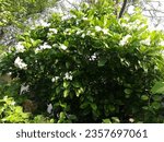 Small photo of beautiful lush green plants of jasmine, When you plant something, you invest in a beautiful future amidst a stressful, chaotic and, at times, downright appalling world.