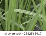 Small photo of A close up of water droplets on a blade of grass Water droplets on a blade A close-up of a drop of water on a blade of grass Close-up of a green plant Close-up of a blade of grass