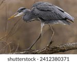 Portrait of a common grey heron....