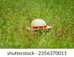 Small photo of Beautiful Strawhat in the nature grass