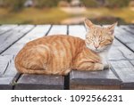 Beautiful Ginger Tabby Cat With ...