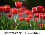 Red Tulip Flowers Background....