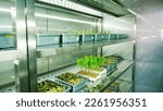 Small photo of growing of young green sprouts in soil, in small boxes, on shelves of a special chamber, in modern smart laboratory. growing germinating seeds of various grains, breeding crops