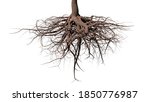 tree roots on white background (3d rendering)