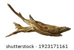 Driftwood  Aged Branch Isolated ...