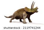 Triceratops horridus, screaming dinosaur isolated with shadow on white background (3d illustration) 