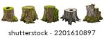 Tree Stumps  Collection Of Old...