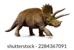 Triceratops horridus, walking dinosaur isolated with shadow on white background (3d illustration) 