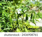 Small photo of Bright green Bird's eye chili tree,Thai chili plant , or prik ki nu, mouse-dropping chili,is a chili pepper, growing in the backyard garden.A variety from the species Capsicum annuum native to Mexico.